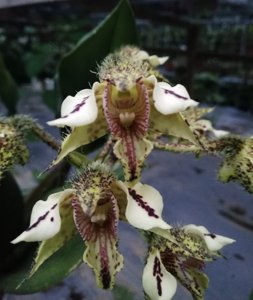 Dendrobium finisterrae