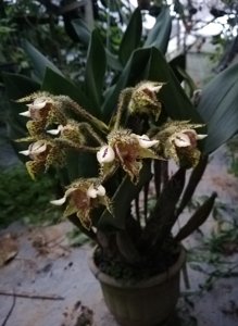 Dendrobium finisterrae