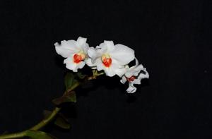Dendrobium igneoniveum