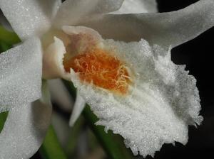 Dendrobium exile
