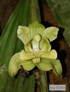 Claderia viridiflora