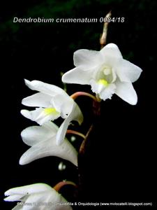 Dendrobium crumenatum