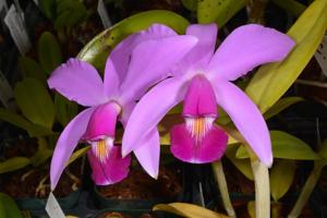 Cattleya violacea