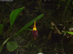 Masdevallia melanoxantha