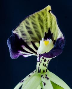 Prosthechea cochleata