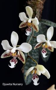 Phalaenopsis stuartiana
