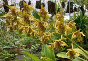 Dendrobium macrophyllum