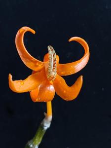 Dendrobium lamyaiae