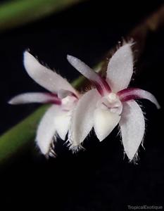 Ceratostylis mindanaensis