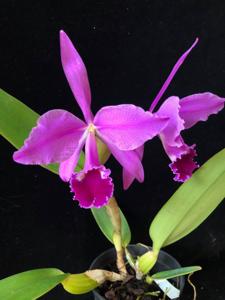 Cattleya jenmanii