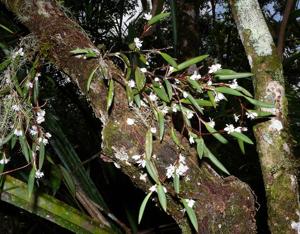 Ceratostylis mindanaensis