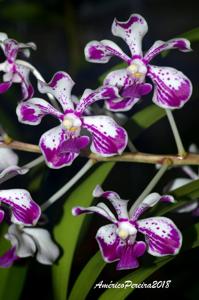 Vanda luzonica
