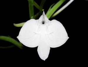Habenaria lindleyana