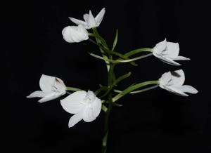 Habenaria lindleyana