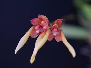Bulbophyllum lepidum