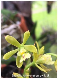 Encyclia chloroleuca