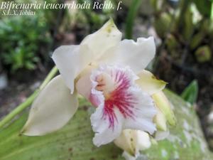 Bifrenaria leucorrhoda