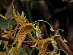Polycycnis muscifera