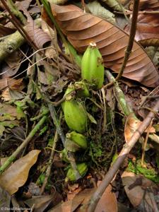 Polycycnis muscifera