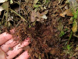 Polycycnis muscifera