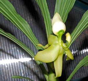 Cycnoches chlorochilon