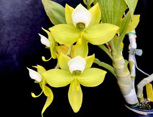 Cycnoches warszewiczii