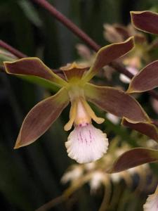 Encyclia argentinensis