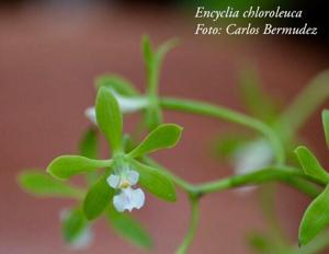 Encyclia chloroleuca