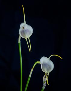 Masdevallia infracta