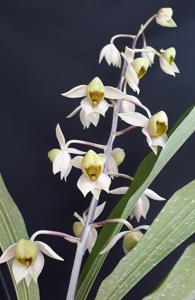 Catasetum matogrossense