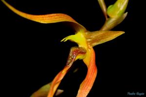 Bulbophyllum trigonosepalum