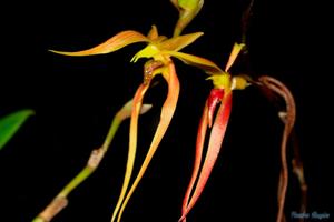 Bulbophyllum trigonosepalum