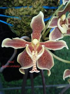 Paraphalaenopsis labukensis