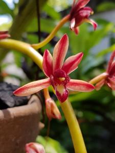 Cymbidium bicolor