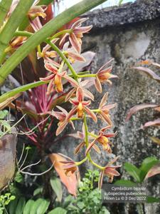Cymbidium bicolor subsp. pubescens