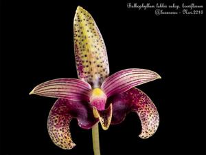 Bulbophyllum lobbii subsp. breviflorum