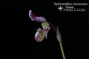 Paphiopedilum fairrieanum