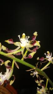 Pilophyllum villosum