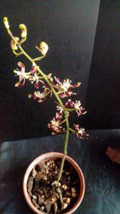 Pilophyllum villosum