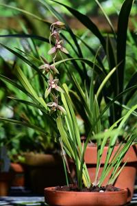 Cymbidium ensifolium