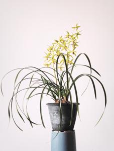Cymbidium faberi