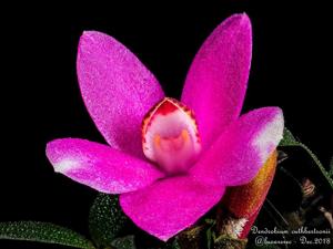 Dendrobium cuthbertsonii