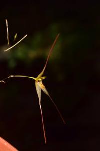 Andreettaea aristata