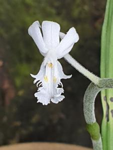 Cephalantheropsis laciniata