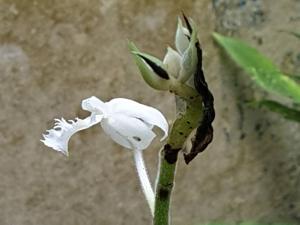 Cephalantheropsis laciniata