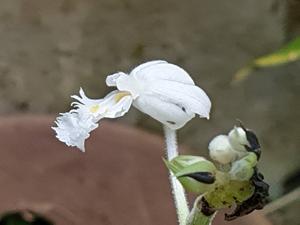 Cephalantheropsis laciniata