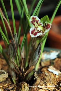 Cymbidium goeringii