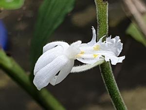Cephalantheropsis laciniata