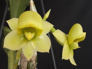 Catasetum tigrinum