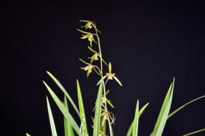 Cymbidium kanran